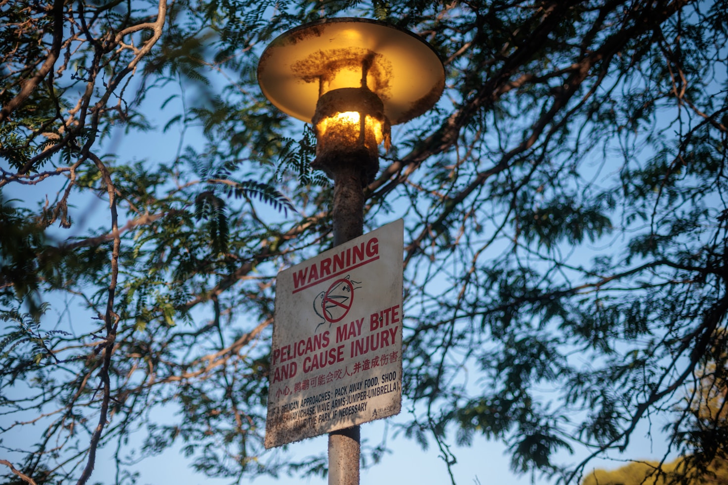 Preventing Squirrel Invasions In Rochester Hills