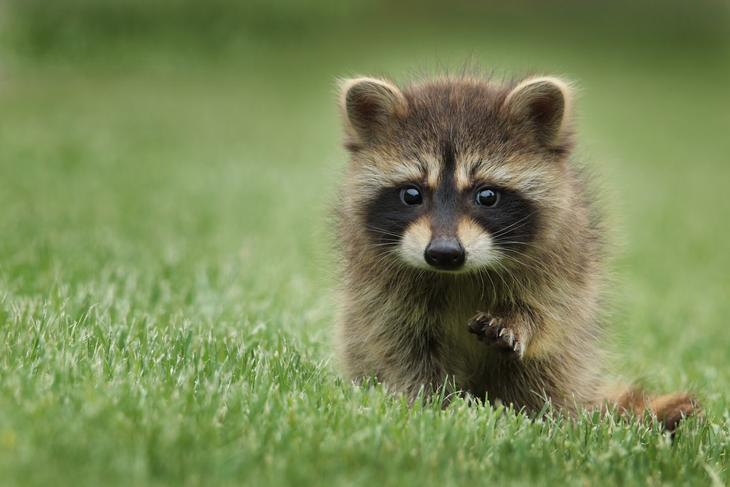 Professional Tips For Raccoon Prevention Success