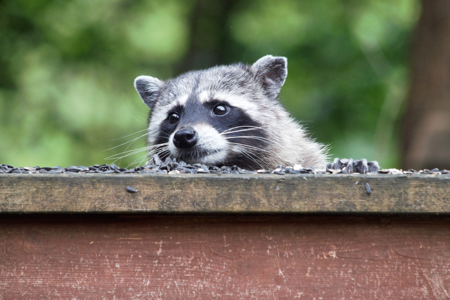 Restoring Your Home After Wildlife Damage