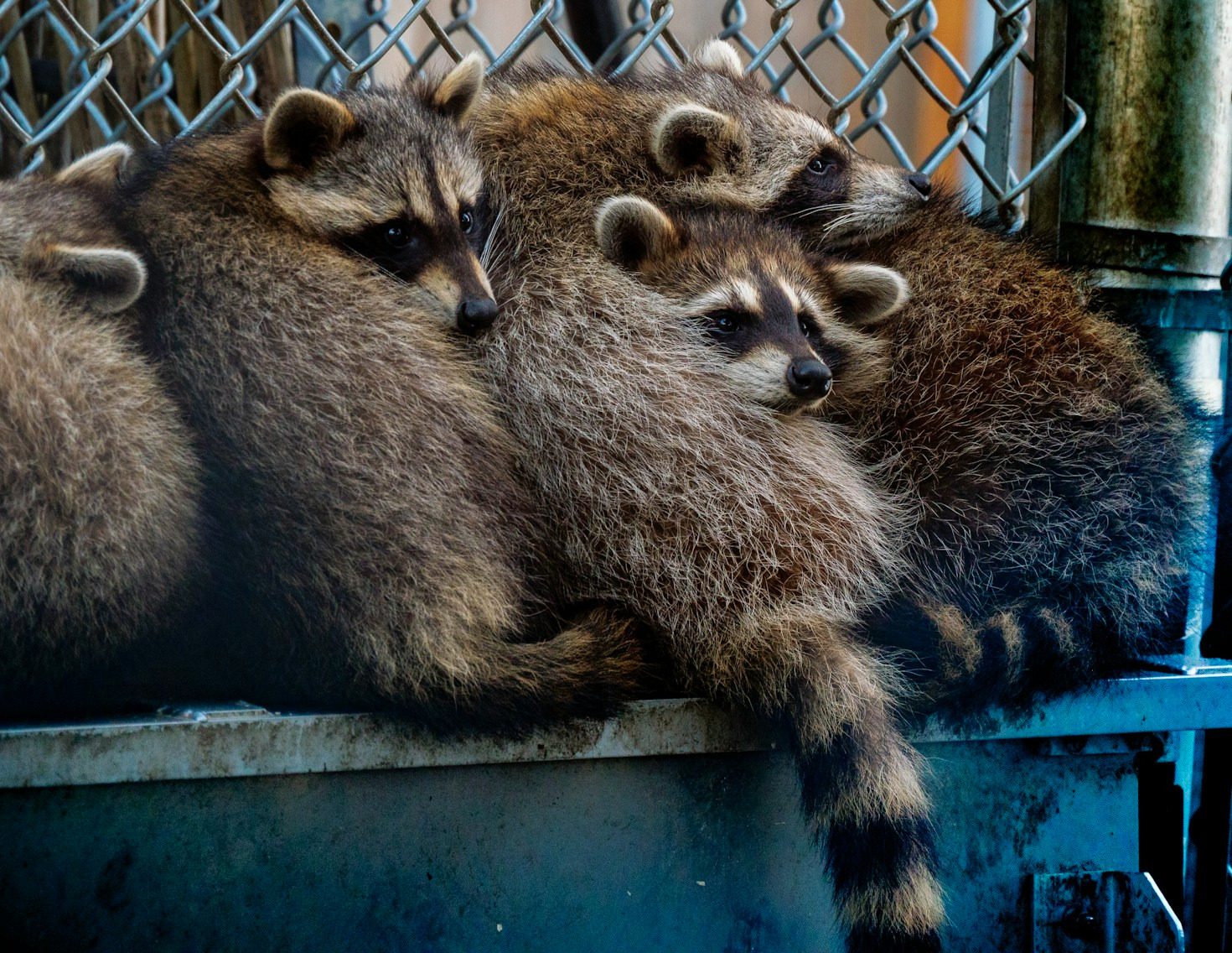 Seasonal Wildlife Habits Homeowners Should Know